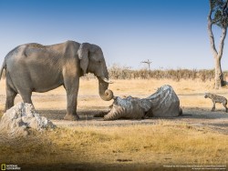 theanimalblog:  Elephants are legendary for their memory and intelligence including attributes associated with grief, making music, altruism and compassion. We came across this elephant whose corpse was overcome by vultures and jackals. From a distance