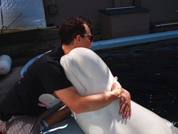 allmybadintentions:  a picture of mark hoppus hugging a beluga whale for when you’re feeling sad 