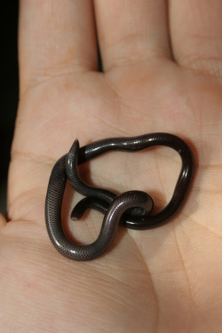 thrill-pills:  Black Rat Snake 