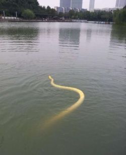 ewok-gia:  Changzhou, China. Man  bathes  his Burmese python in city lake, the reptile floats around freely, and after that the snake comes back to the it’s owner. 