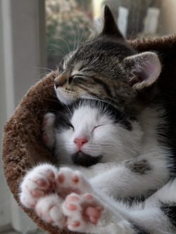 theanimalblog:  Kitten sisters’ hug (by Zruda)