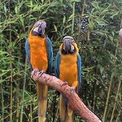 Parrots! :) #sixflags #newjersey  (Taken with Instagram)