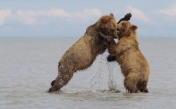 theanimalblog:  Two young brown bears fight while playing in Lake Clark National Park, Alaska Picture: Nathan Harrison / Barcroft Media
