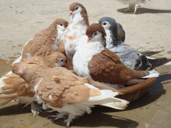 freakyguts:  apigeonstruttingincircles:  Sherazi Pigeons by ~ hba ~ on Flickr.  INCREDIBLY CUTE BIRDS 