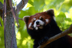 animalgazing:  Red Panda up in a tree by Frank Peters on Flickr. SO CYUTE 
