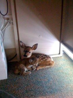 wuunderwall:  A 3 day old fawn and a 3 weeks old bobcat kitten take shelter together after the santa barbara wildfire in 2009. 