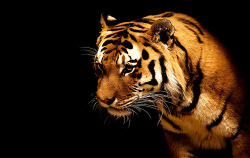 tiger style