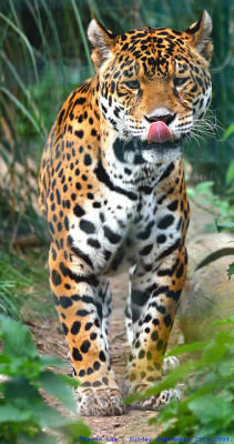 w-ildbutterfly:  fleeting-fox:  My first Jag….. by law_keven on Flickr.  ❀ ✿ Lose yourself in the jungle! ✿ ❀