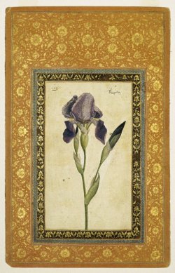 Blue Iris, Muhammad Zaman, Isfahan, Iran. 1663-1664.