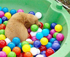 sunsdown:  THIS IS SO CUTE OH MY GOSH IT’S SO HAPPY AND THERE ARE SO MANY BALLS TO CHOOSE FROM AND THEN IN THE END IT’S JUST SO OVERWHELMED WITH HAPPINESS IT HAS TO LEAVE 