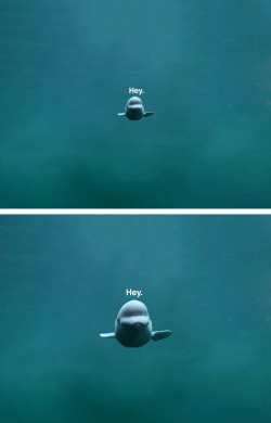 ibleedrainbows29:  ellndgeneres:  iadoreunna:  I always have to reblog this… I can’t help it.  CUTE DOLPHIN IS CUTE :’)  It’s a beluga whale not a dolphin xD 
