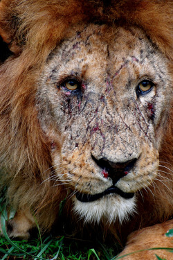jumpscare:  stfuchelc:  brookelife:  mmarinaye:  adeelbadeel:  erraticintrovert:  Battlescars.  The face of a true King  so fucking raw  Fuck those pretty high def pictures. This that real shit.  this makes me want to cry  beautiful baby 