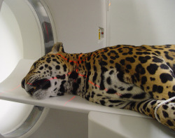 zubat:  This photograph shows a 16-year-old leopard, Meili, going through a CT scan at the Taipei Zoo on February 8, 2010. This was Meili’s second CT scan after a 40cm tumor was found and immediately removed via surgery from the leopard’s chest late
