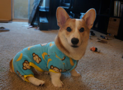 corgiaddict:  submitted by: corgnelius.tumblr.com  corgis in jammies are too much cute for me to handle!