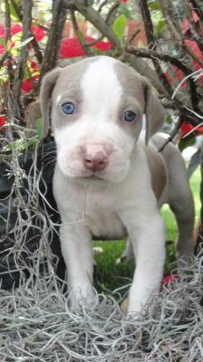 silviapao:  I &lt;3 PITBULLS  I would call it Bluey, &lsquo;cause of it&rsquo;s eyes.