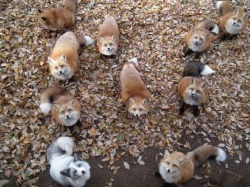 esbatm:  frost-ed23:  patientrecords:  titaniumbovine:  LOOK AT THE LITTLE GREY ONE YOU’RE THE ODD ONE OUT BUT IT’S OKAY YOU’RE GORGEOUS   It’s a shiny fox.  A sliver fox. 