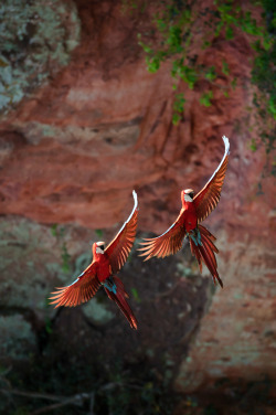 Macaws in the wild are known to flap together, flying in sync.