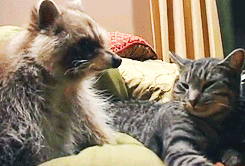 face-up-kid:   This raccoon never left the side of a cat who was dying of a tumor. The cat was comforted for the final hours of her life by her long time friend.   THE RACCOON IS PETGING TGE CAT AND COMFORTIBG IT I AM CRYIBG