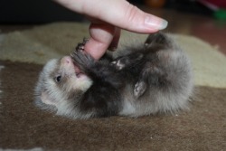 mynameismad:  myurlsmellsofspookymahogany:  unseenbymosteyes18:  Cutest Ferret EVER.  The littlest ferret.  reblogging for kit in case he hasn’t seen it yet 
