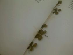 dirtyfeet:  Bought a book today that had four leaf clovers inside 
