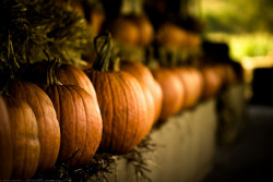 autumn-pumpkins:  The Usual Suspects by scotthorvath on Flickr. 
