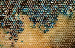 nbcnews:  Oh honey, why so blue? French beehives take a mysterious colorful turn (Photo: Vincent Kessler / Reuters) Reuters — Bees at a cluster of apiaries in northeastern France have been producing honey in mysterious shades of blue and green, alarming