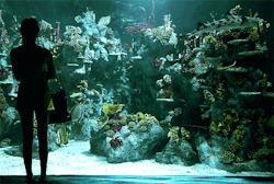 yxxck:  areumdw:  aquariums are one of my favorite places to be  
