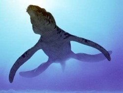 ancientbeasts:  Liopleurodon: Epoch: Late Jurassic Size: 5-7m long Liopleurodon was a large marine reptile native to the Late Jurassic seas. It belonged to the group of marine reptiles called pliosaurs, which were short-necked plesiosaurs. Distinguishable