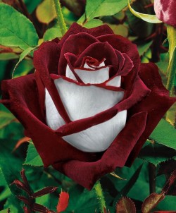  Osiria Rose has a lovely two color combination of blood-red petals on the inside and silvery white on the outside. What i can say except Beautiful…  