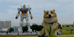 I care about the Gundam back there, my girlfriend would care about the dog upfront. Women.
