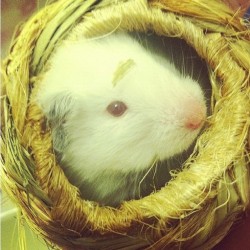My baby 🐹 #hamster #hamsterlife #baby  (Taken with Instagram)