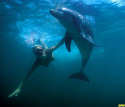 awesomenudist:  Swimming with dolphins would be so fun! 