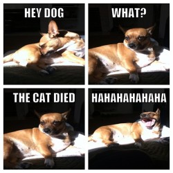 I made this, thanks fibi #lol #meme #dog #FuckCats #cat #joke #funny #ifunny #dope #instagram #instacollage (Taken with Instagram)