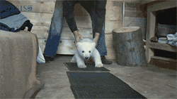 applejuiceforstrider:  eternal-bloom:  THERE IS A POLAR BEAR QUICKLY AMBLING TOWARDS ME OH MY HEART  “Hup hup hup hup” 