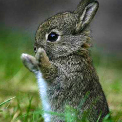 discoverynews:  I mean, come on. Baby bunnies!