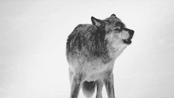 e &hellip;vuoi sapere perche&rsquo;??  non e&rsquo; solitudine &hellip; malinconia che uccide&hellip; thewolf 