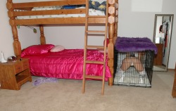 4bdsmsluts:  when you’re a good girl you are allowed to sleep in your bed, but when you’re bad you spend the night in the cage 
