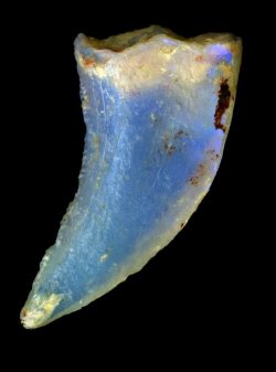 geneticist:  Opalized dinosaur tooth Fossils are normally formed when minerals fill the cellular spaces and crystallize. Opalized fossils, on the other hand, form when bits of silica gel settled into the cracks and fissures of the cellular spaces and