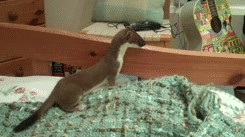 castayel:  vodka-and-espresso:  fresnel149:  This is not a ferret, what is this? A weasel?  It’s a stoat. And now I will never be happy until I have one.  im gonna die the butt shake in the second GIF and it’s doing an ouroboros in the fourth GIF