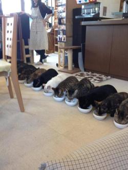 katoyuu:  Twitter / hyper_shimeji: 猫カフェの食事風景かわいすぎワロタｗｗｗ http: …