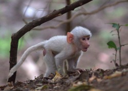 funnywildlife:  The first glimpse of a “white” baby baboon around the Mfuwe Lodge grounds, Zambia  about six weeks ago. by Ian Salisbury  