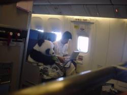 deepbreathsanddeath:  This is a real panda! China has this “panda diplomacy” and this one will be sent to Japan as an friendship envoy. For the safety reason he sits as a passenger with his feeder, not in a cage. Fastening the seat belt, wearing