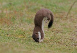 maxacola:  one more stoat FUN FACT: i have a folder in my Pictures folder called BEST ANIMALS EVER and there is a subfolder just for stoats. 