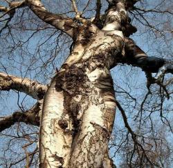 daisyshanti:  cigrains:  earthmoonlotus:  clubfukc:  dizzy-lizard:  this lady danced for all eternity  literally, mother nature.  I don’t care if I’ve already reblogged this.  nature is rad as fuck  Always reblog lady tree 