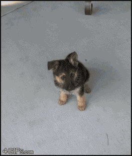 a-fifty-year-old-sexual-predator:   negative-g:  oneofthefew:  skittle-happy-matt:  Somebody took a picture of their dog everyday for a year kinda like that video on YouTube and it’s so cute :3  PUPPY TURNS INTO A DOGGY!  Cutest gif in the world  this
