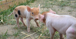 IT&rsquo;S WORLD VEGAN DAY! Time to celebrate a compassionate lifestyle! Check out these awesome piglets, rescued by Farm Sanctuary, a vegan sanctuary that takes in animals who have been abused an escaped farm factories and slaughterhouses. I have been