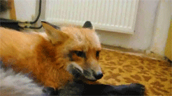 likeafawkes:  foxinahumancostume:   red fox gif masterpost…. sorry for making you all to hell..  ahyiss 