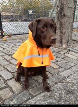 aplacetolovedogs:  Chocolate Labrador puppy looking so cute and precious in her rain coat, all ready for hurricane Sandy  I don&rsquo;t usually like clothing on pets, &lsquo;cause I find tacky, but this 1 is like a bit.