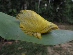 87daysbefore:  biscodeja-vu:  Flannel Moth Caterpillar    some dr. suess shit