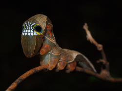 ecocides:  The larvae of the pink underwing moth, an endangered species found in the Australian rainforest (Phyllodes imperialis) | image by plant.nerd 